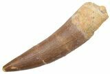 Fossil Plesiosaur (Zarafasaura) Tooth - Morocco #231141-1